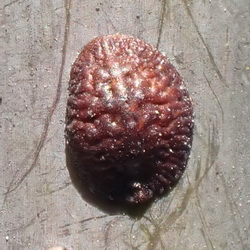 Parthenolecanium corni